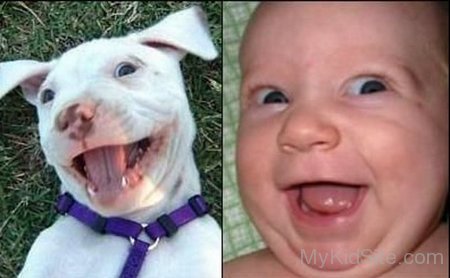 Dog And Baby Laughing
