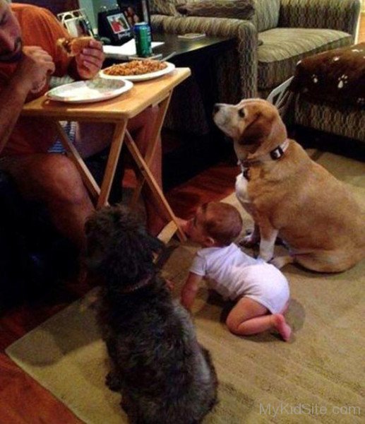 Funny Baby With Dogs